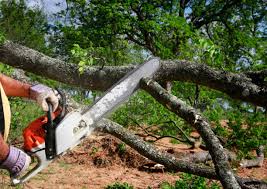 Best Fruit Tree Pruning  in Ridgefield, NJ