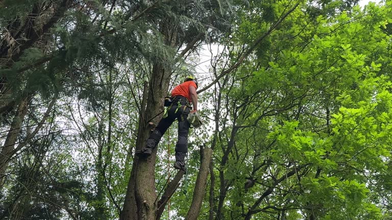  Ridgefield, NJ Tree Services Pros